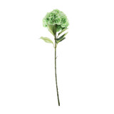 Essential Light Green Giant Hydrangea 