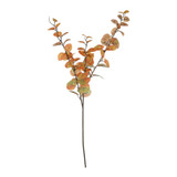 Essential Orange/Green Eucalyptus Stem