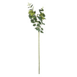 Light Green Eucalyptus Spray Light Green Eucalyptus Spray