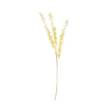 Essential Dry Look Eucalyptus Stem