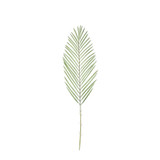 Green Botanica Areca Palm Frond (79cm)