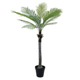 Botanica Phoenix Tree in Pot (180cm)