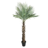 Green Botanica Phoenix Tree (180cm)