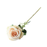 Essential Nude Garden Rose