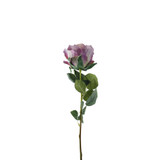 Essential Vintage Lilac Garden Rose