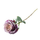 Essential Vintage Lilac Garden Rose