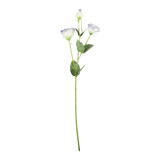 Essential Cream/Purple Lisianthus