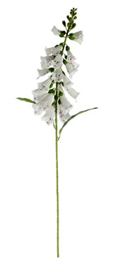 Essential White Foxglove