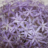 76cm Single Allium Lavender 