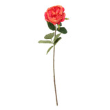 Balmoral Old Garden Rose Orange (45cm) 
