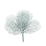 Blue Coral Bush (34cm)
