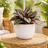 Hortus White Bordeaux Stoneware Pot (11cm H x 12.5cm Dia)