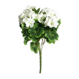 Geranium Cream Bush (15cm)