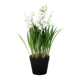 Lily of the Valley Potted Plant (25cm)