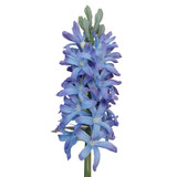Blue Hyacinth (41.5cm)