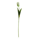 Essential Cream Parrot Tulip