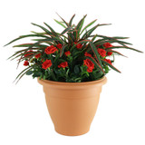 Red Spider Rose Patio Planter