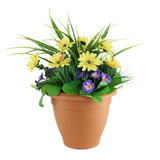 Yucca Primula Patio Planter