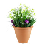 Starflower & Snowdrop Patio Planter 