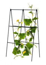 Folding A-Frame Cucumber Trellis
