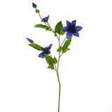 Dark Blue Elsa Clematis (79cm)