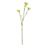 Yellow Belamcanda Chinensis Spray (60cm)