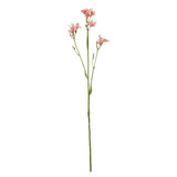 Light Pink Belamcanda Chinensis Spray (60cm)