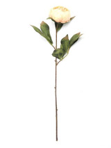 Antique Peach Eternity Peony Stem (60cm)