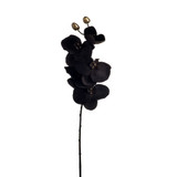 Grey Phalaenopsis Orchid Spray (66cm)