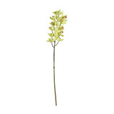Yellow Cymbidium Orchid Spray (80cm)