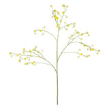 Yellow Cornus Mas Tree Flower (123cm)