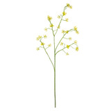 Cornus Mas Tree Flower Yellow (75cm)