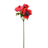 Red Anemone Spray (46cm)