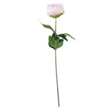 Essential Light Pink Arundel Garden Peony (57cm)
