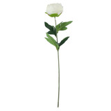 Essential Ivory Arundel Garden Peony (57cm)