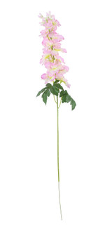 Essential Cream Pink Arundel Garden Delphinium (77cm)