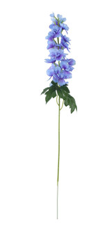 Essential Blue Arundel Garden Delphinium (77cm)