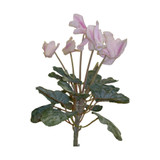 Light Pink Multi-Stem Cyclamen Pick (32cm)