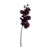 Purple Phalaenopsis Spray (66cm)