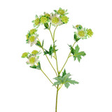 Green Meadow Astrantia (66Cm)
