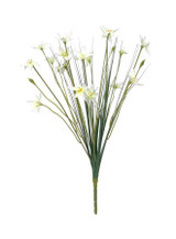Zephyranthes Candida Bush (17inch)