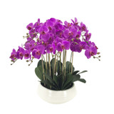 Fuchsia Pink Orchid with 9 Stems in Ceramic Bowl (70cm H)