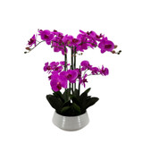 Fuchsia Pink Orchid with 6 Stems in Ceramic Pot (64cm H)