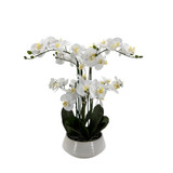 White Orchid with 6 Stems in Grey Ceramic Pot (64cm H)