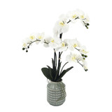 White Orchid with 4 Stems in Grey Ceramic Pot (66cm H)
