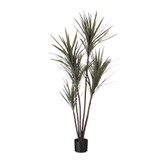 Green Dracena Marginata Potted Plant (122cm H)