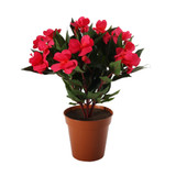 Hot Pink Impatiens Bush Potted