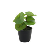 Pilea Potted House Plant (13cm)