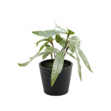 Pteris Potted House Plant (13cm)