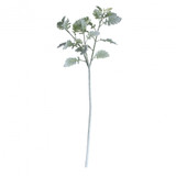 Long Stem Dusty Miller Spray Long Stem Dusty Miller Spray